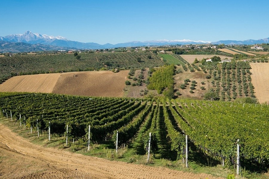 UMANI RONCHI 2024 CANTINA DELL'ANNO VINI D'ITALIA 224 GAMBERO ROSSO